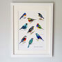 Bright Birds Of The World Illustrated Print, thumbnail 1 of 6