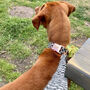 Wilma's Black And White Harris Tweed Dog Bow Tie, thumbnail 3 of 3