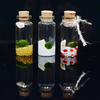 Mini Glass Jar Japanese Marimo Moss Ball Terrarium, 2 of 2