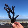 Foraging With Sea Swim And Beach Picnic, thumbnail 1 of 8