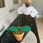 Handmade Felt Orchid Mini Pot, thumbnail 1 of 4