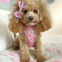 Hearts Of Pink Adjustable Dog Harness, thumbnail 1 of 9