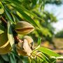 Ornamental Almond Tree One Plant In A 10 Litre Pot, thumbnail 1 of 3