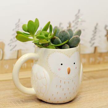 Owl Mug Planter With Choices Of Plants, 3 of 3