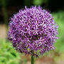 Spring Bulbs Allium 'Globemaster' 12 X Bulb Pack, thumbnail 5 of 6