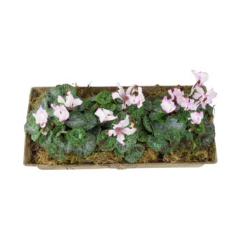 Cyclamen Metal Trough Planter – Purple And White Blooms, 4 of 6