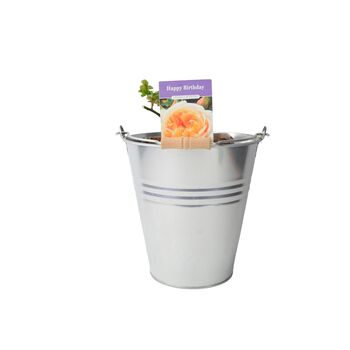 Happy Birthday Cream Rose In5.5 L Pot – Floribunda, 4 of 7