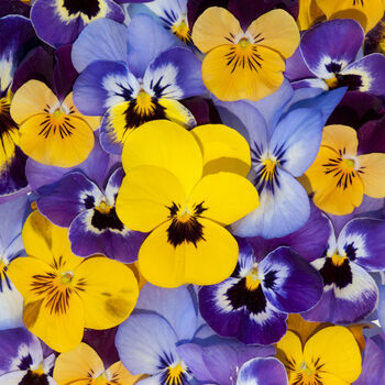 Flowers Viola F1 Mixed Sorbet Select Xp 20 X Plant Pack, 5 of 5