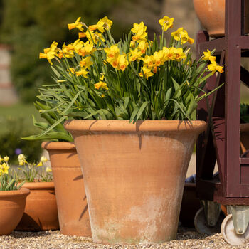 Spring Bulbs Daffodils 'Tete A Tete' Six X Bulb Pack, 4 of 5