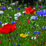 10 Wish You Could Bee There Wildflower Seed Packets, thumbnail 6 of 6