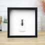 Tiger Beetle Insect Bug Box Frame Entomology Taxidermy Interior Design Modern Wall Hanging Display Gift Ornament, thumbnail 1 of 3