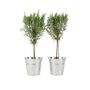 Pair Of Rosemary Tree 45cm In Metal Zinc Planter, thumbnail 1 of 2