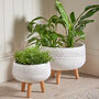 Set Of Two Ainsworth Footed Planters, thumbnail 1 of 6
