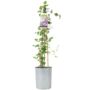 Clematis Piilu – Early Pink Climbing Clematis 3 L, thumbnail 4 of 5
