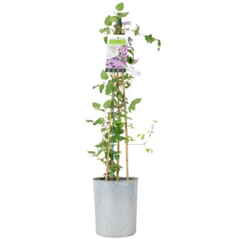 Clematis Piilu – Early Pink Climbing Clematis 3 L, 4 of 5