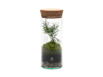 Closed Ready Made Terrarium | 'Seville', 3 of 6