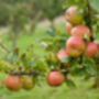 Apple Tree 'Self Fertile Cox', thumbnail 4 of 7