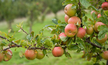 Apple Tree 'Self Fertile Cox', 4 of 7