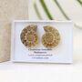 Cleoniceras Ammonite Fossil Pair, thumbnail 7 of 10