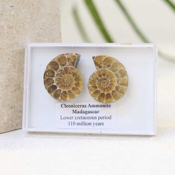 Cleoniceras Ammonite Fossil Pair, 7 of 10