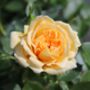 Happy Birthday Cream Rose In5.5 L Pot – Floribunda, thumbnail 1 of 7