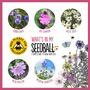Make Your Own Seed Ball Kit, thumbnail 8 of 9