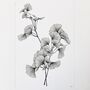 Gingko Biloba Original Botanical Illustration, thumbnail 2 of 5