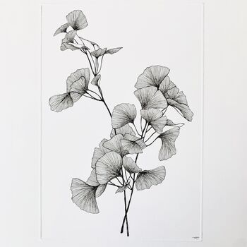 Gingko Biloba Original Botanical Illustration, 2 of 5