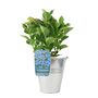 Blue Hydrangea 3 L Pot – Stunning Summer Flowering Shrub, thumbnail 5 of 8