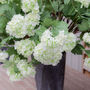 Faux Pale Green Viburnum Stem, thumbnail 2 of 3