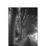 Treeline, Chinon, France Photographic Art Print, thumbnail 3 of 4