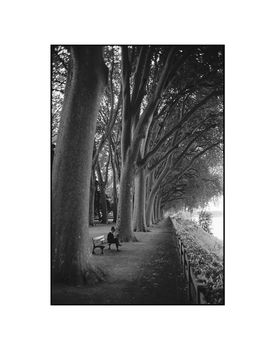 Treeline, Chinon, France Photographic Art Print, 3 of 4