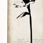Daffodil Fine Art Print, 'Botanical Series', thumbnail 3 of 5