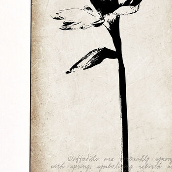 Daffodil Fine Art Print, 'Botanical Series', 3 of 5