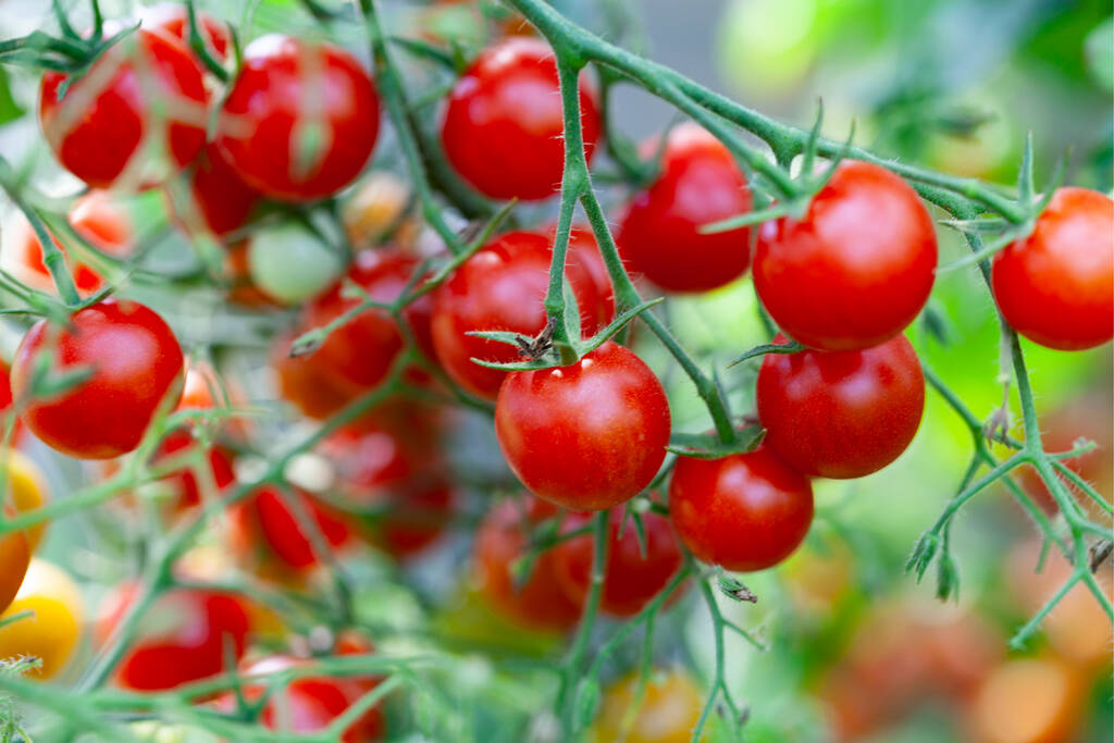 Mixed Tomato Plants Three X Three Large Potted Plants By Acqua Garden