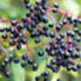 Elderberry Plants, 'Haidegg', thumbnail 3 of 9