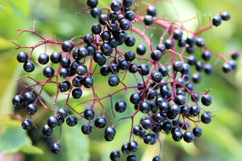 Elderberry Plants, 'Haidegg', 3 of 9
