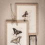 Framed Pair Of Vintage Butterfly Art Prints In Sand Frames, thumbnail 5 of 10