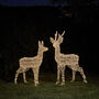 Outdoor Battery Dual LED Stag And Doe Christmas Figures, thumbnail 2 of 4