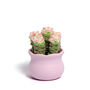 Tranquil Crochet Succulent Plants, thumbnail 6 of 12