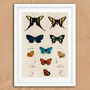 Vintage Butterfly Illustration Wall Art Print, thumbnail 6 of 7