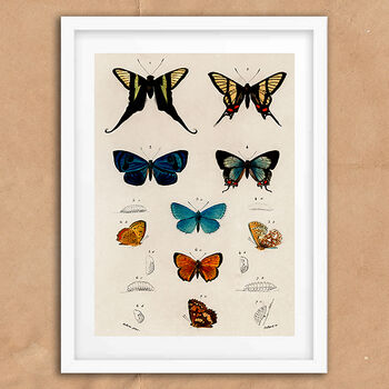 Vintage Butterfly Illustration Wall Art Print, 6 of 7