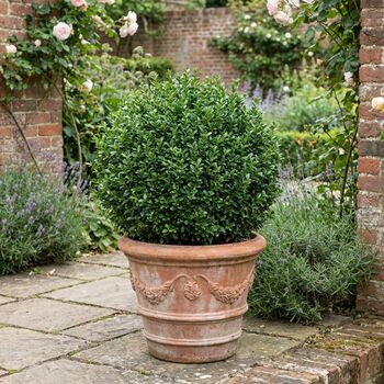Euonymus Microphyllus7.5 L Potted Shrub, 2 of 5