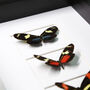 Myriad Longwing Trio Butterfly Box Frame Entomology Taxidermy Insects Bug Moth Interior Design Home Decor Wall Hanging Gift Ornament, thumbnail 2 of 4