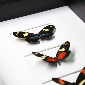 Myriad Longwing Trio Butterfly Box Frame Entomology Taxidermy Insects Bug Moth Interior Design Home Decor Wall Hanging Gift Ornament, 2 of 4