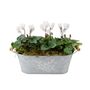 Cyclamen Floral Planted Trough – Autumn Winter Display, thumbnail 6 of 9