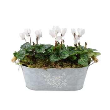 Cyclamen Floral Planted Trough – Autumn Winter Display, 6 of 9