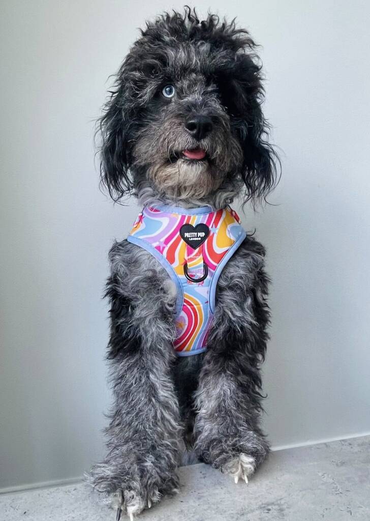 Rainbow Swirl Pattern Dog Harness, 1 of 10