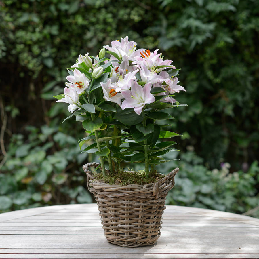 pink lily gift plant by the flower studio