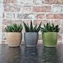 Trio Of Ceramic Planters With Succulent Plants, thumbnail 3 of 4
